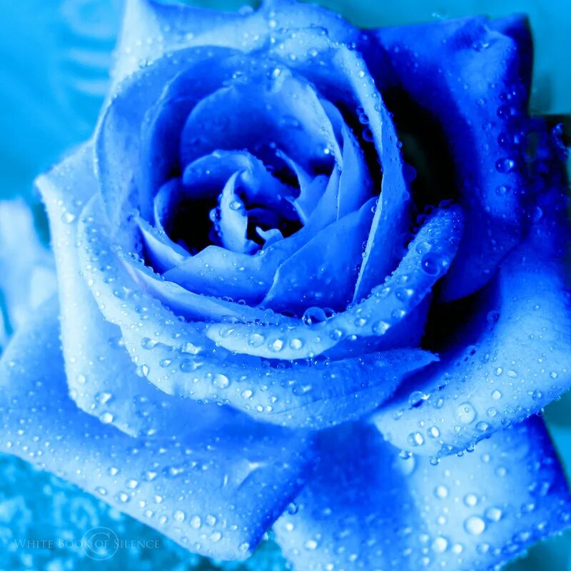 Самое голубое. Голубые розы Сантори. Голубая роза Сантори аплоз. Голубой цвет. Бирюзовые розы.
