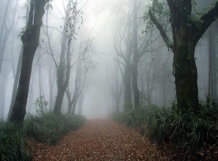 Is That Dagobah No, Just a Real-Life Magical Forest Magical forest, Nature phot
