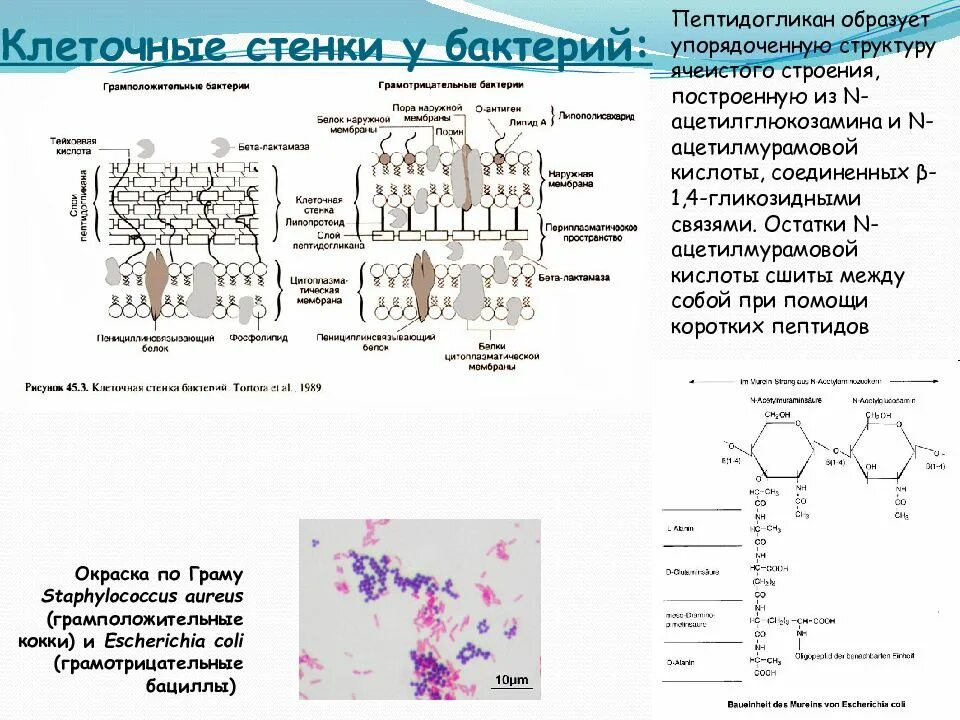 Escherichia coli строение клеточной стенки. Пептидогликан клеточной стенки бактерий. Строение пептидогликана грамотрицательных бактерий. Строение пептидогликана клеточной стенки бактерий.