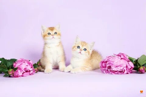 Куфар котята