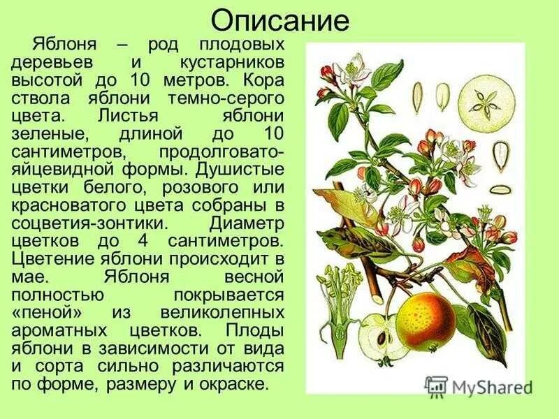 Яблоня детское описание. Культурное растение яблоня. Сообщение о яблоне. Яблоня описание дерева. Доклад про яблоню.