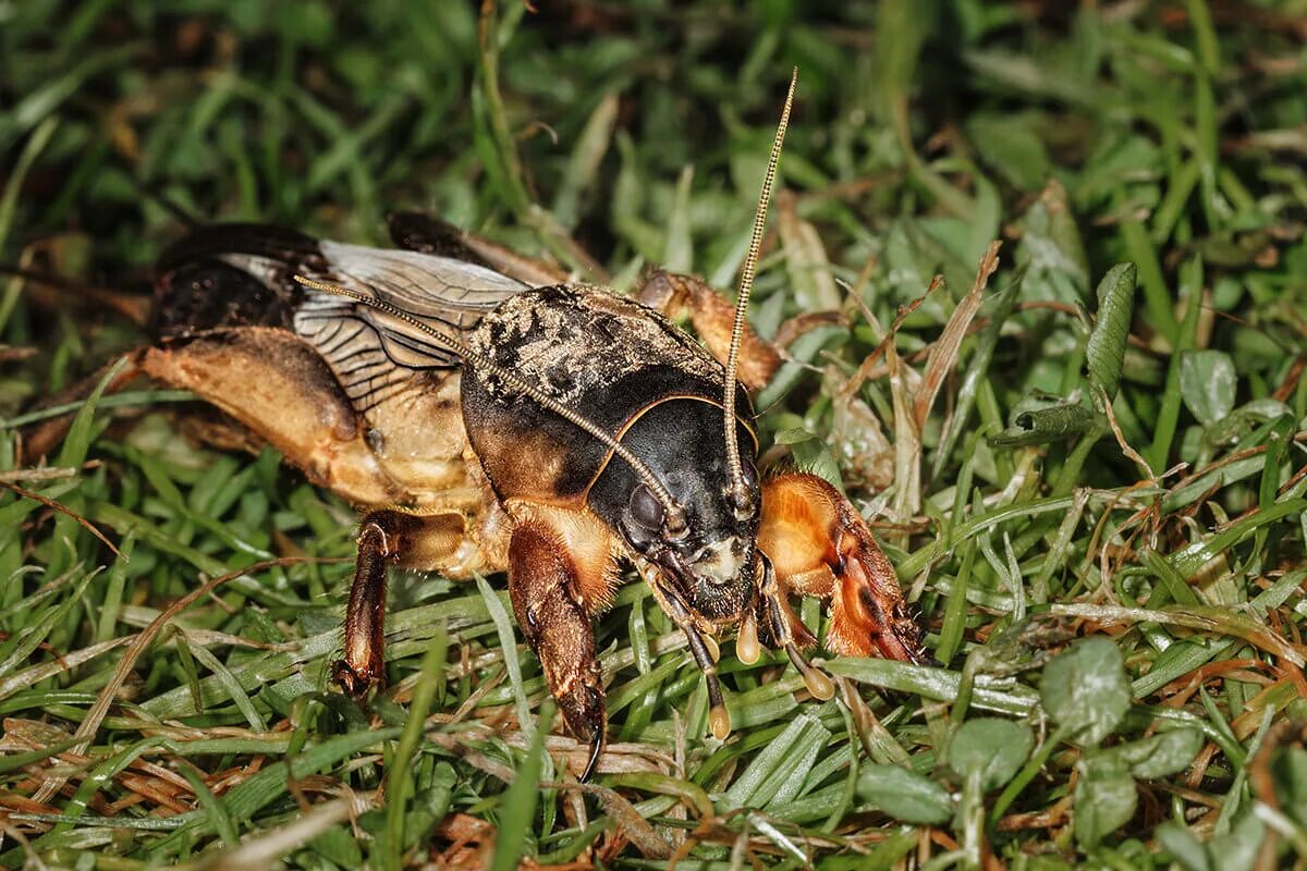 Медведка Жук вредитель. Оса медведка. Медведки (семейство Gryllotalpidae).. Пчела медведка. Черви медведки