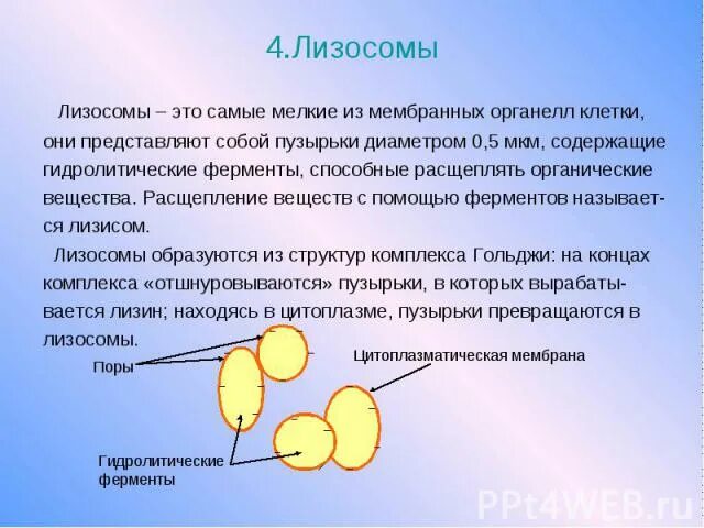 2 лизосомы содержат. Лизосомы строение и функции. Лизосомы функции кратко. Особенности лизосом. Лизосомы строение кратко.