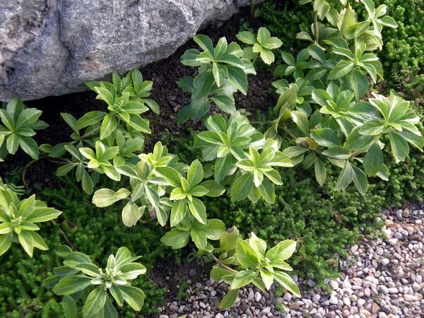 Panašovaná Pachysandra, Pulmonaria, Myosotis, Convalaria, Galium odoratum - krás