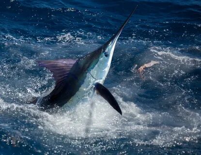 Marlin марлин