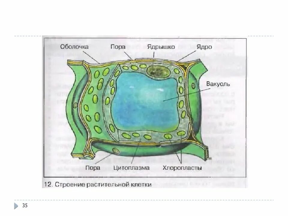 Клетка впр. Строение растительной клетки 6 класс биология. Рисунок строения растительной клетки с обозначениями. Строение растительной клетки 6 биология. Структура растительной клетки рисунок с обозначением.