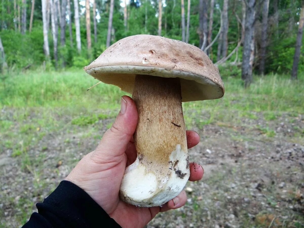 Leccinum sp.. Фото на сайте "Грибы Калужской области"