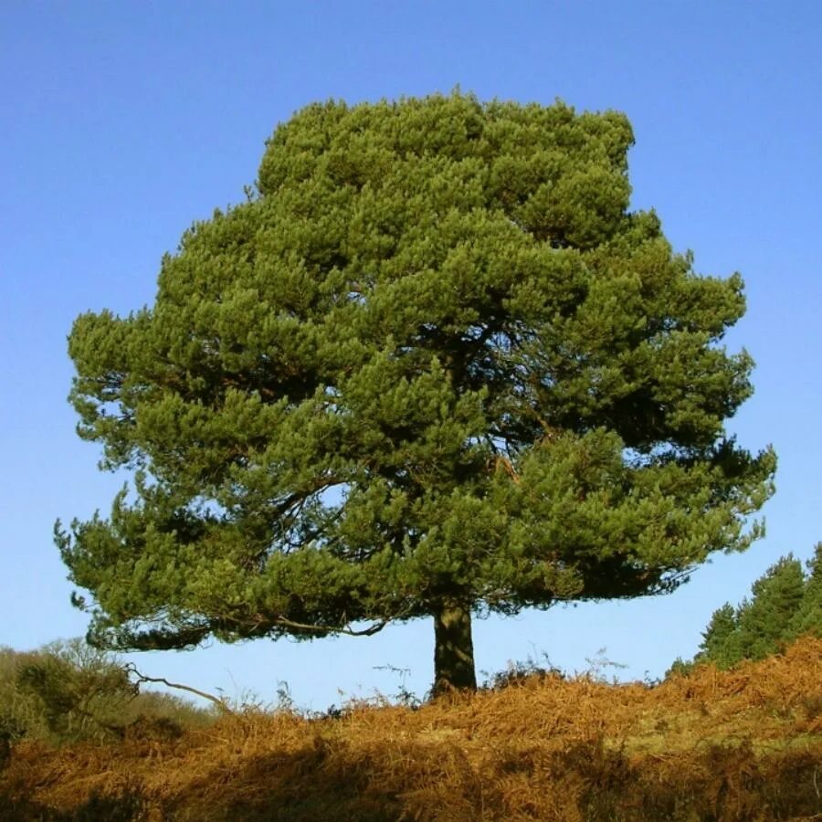 Округла крона. Сосна обыкновенная Pinus Sylvestris. Сосна обыкновенная Pinus Sylvestris l. Сосна Шотландская "Scots Pine". Сосна обыкновенная габитус.