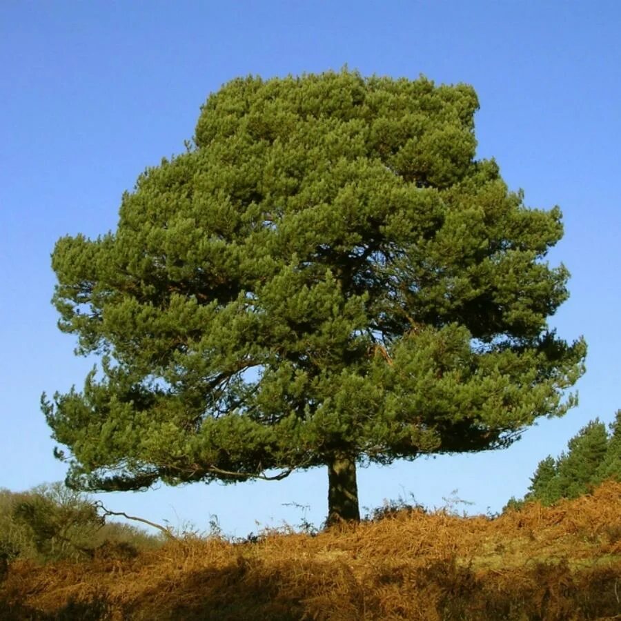 Деревья растущие в сибири. Сосна обыкновенная Pinus Sylvestris. Сосна обыкновенная Pinus Sylvestris l. Сосна Шотландская "Scots Pine". Сосна обыкновенная габитус.