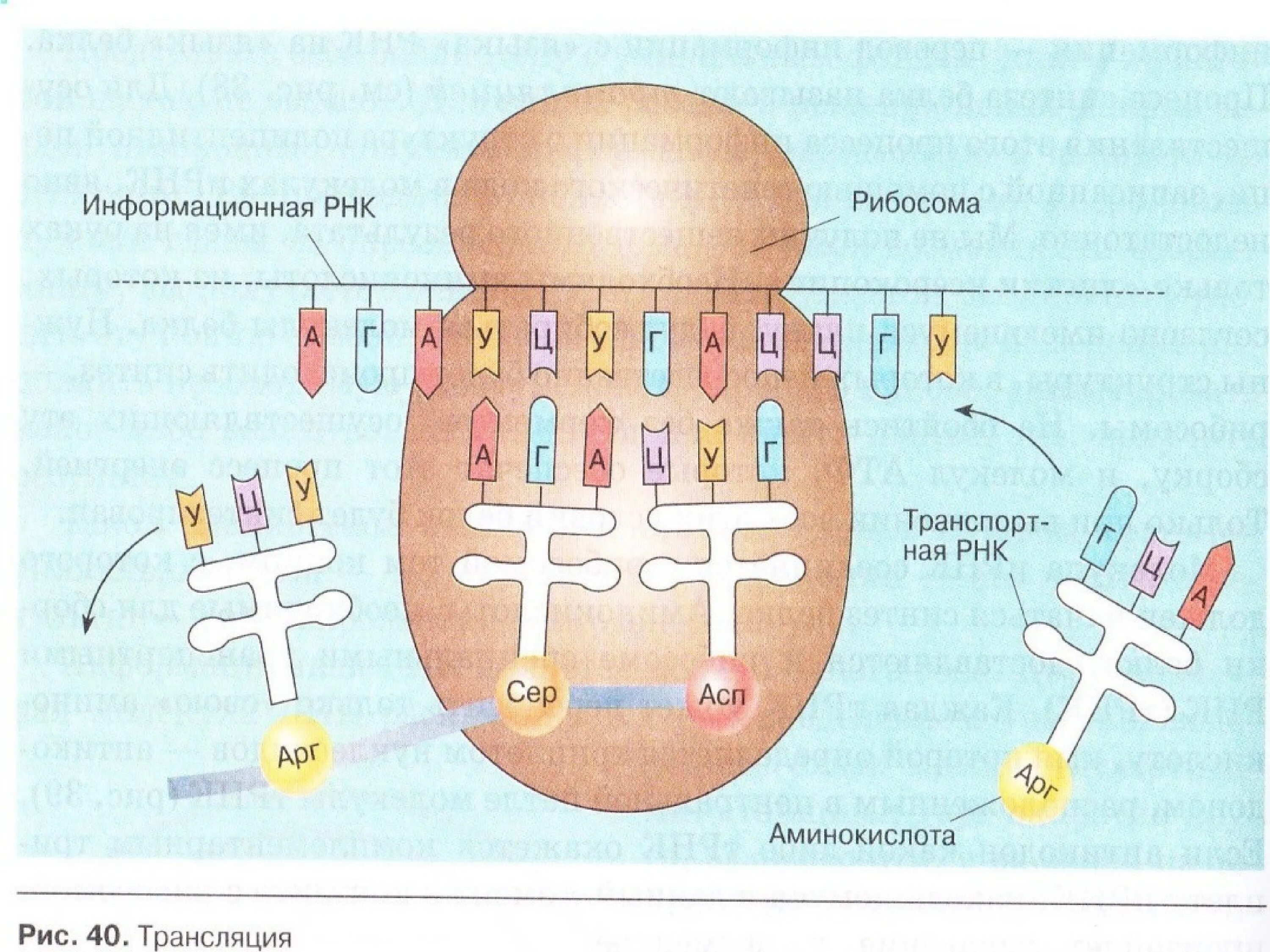 Т рнк синтезируется. Процесс синтеза белка на рибосоме схема. Схема синтеза белка в рибосоме. Схема синтеза белка в рибосоме трансляция. Процесс трансляции на рибосоме схема.
