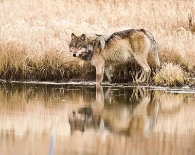 River wolves