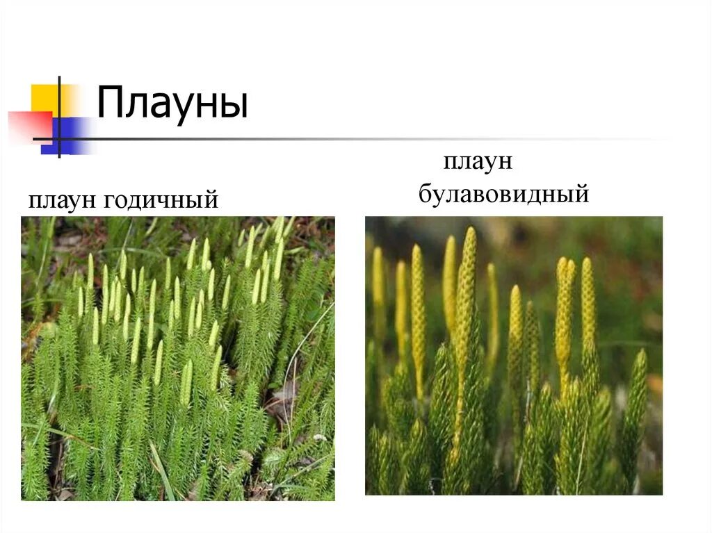 Среда обитания хвощей плаунов. Плаун булавовидный. Плаун булавовидный колоски. Плаун -Баранец, плаун булавовидный, плаун сплюснутый. Плауны 7 класс.