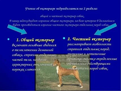 Методы оценки экстерьера животных