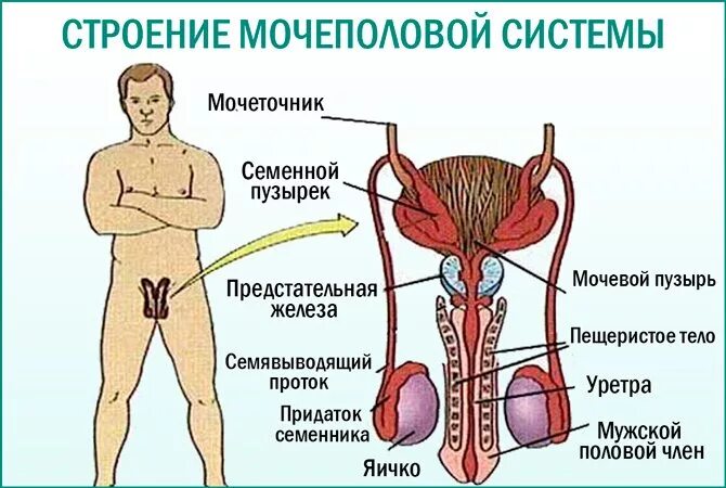 Мочевые органы мужчины. Строение мужской выделительной системы. Мочеполовая система человека схема. Мочевыделительная система анатомия человека у мужчин. Анатомия человека Мочеполовая система мужчины.