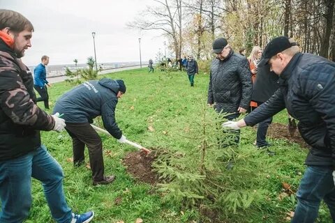 Два ряда тесно посаженных елей образовали красивую