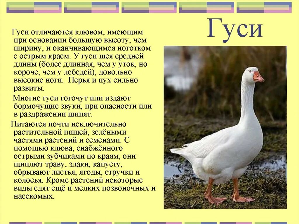 Текст про гусей. Домашние утки и гуси. Гусь и утка отличия. Гуси информация. Различие утки и гуся.