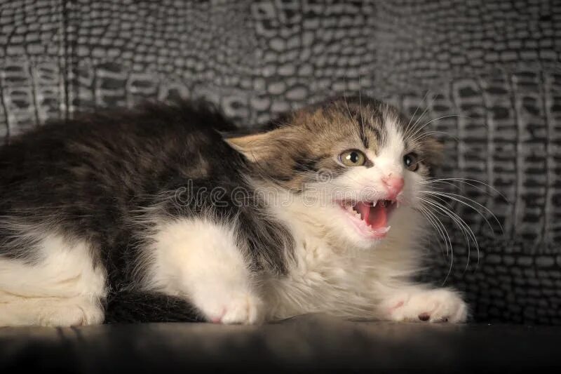 Шипящая кошка. Котики которые кусаются. Морда белой кошки. Злая рысь. Злой черный.