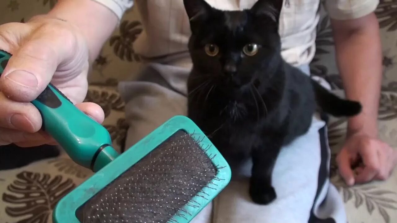 Как вычесывать кошку