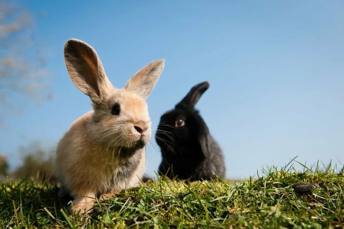 Правильная зайка. Кролик. Красивый кролик. Кролик фото. Зайчата фото.