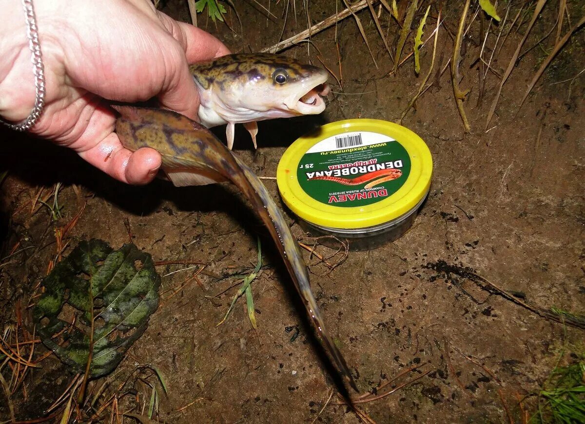 Налим зимой. Астраханский налим. Ловля налима зимой на стукалку. Налим весной. На что ловить налима.