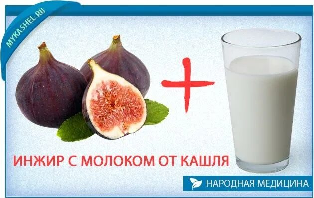 Молочко инжира для чего