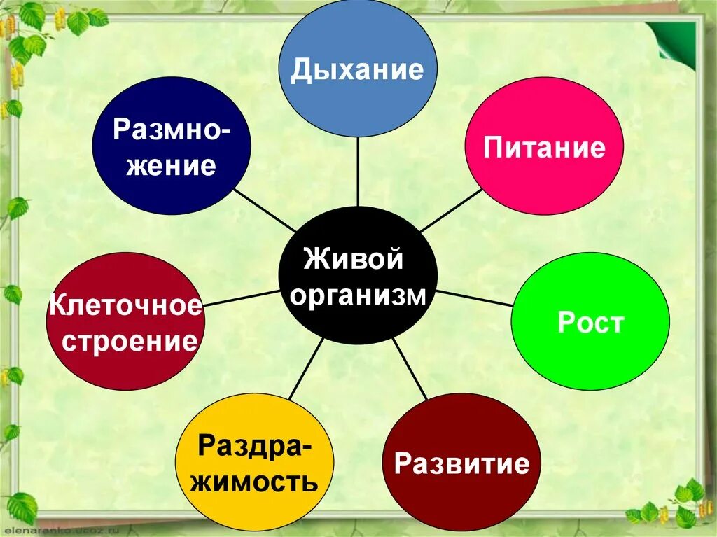 Схема свойства живых организмов 5 класс. Свойства живого биология 6 класс. Свойства живых организмов 5 класс. Свойство живых организ. 9 свойств живого организма