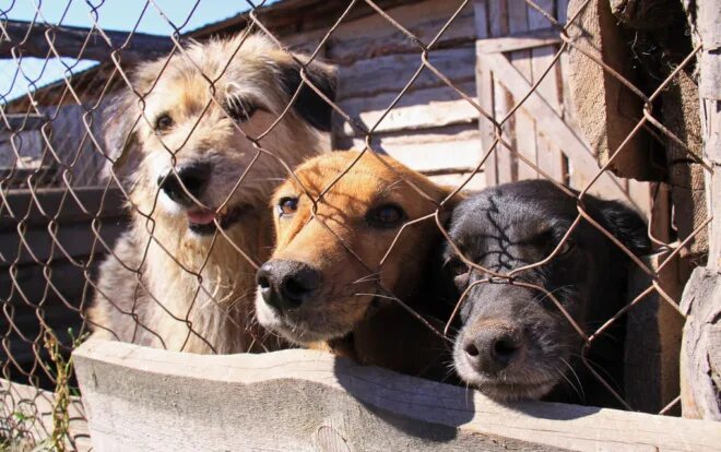 Приют камышлов. Питомник для животных. Приют тарко сале животные. Пункт временного содержания собак. Отлов и содержание безнадзорных животных.