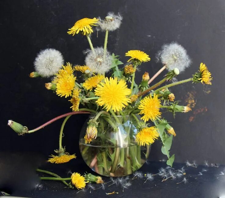 Пин от пользователя Jeannine Ameti-Candries на доске Dandelion Луговые цветы, Од