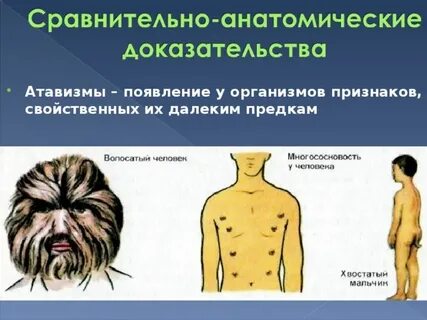 Выберите сравнительно анатомические доказательства
