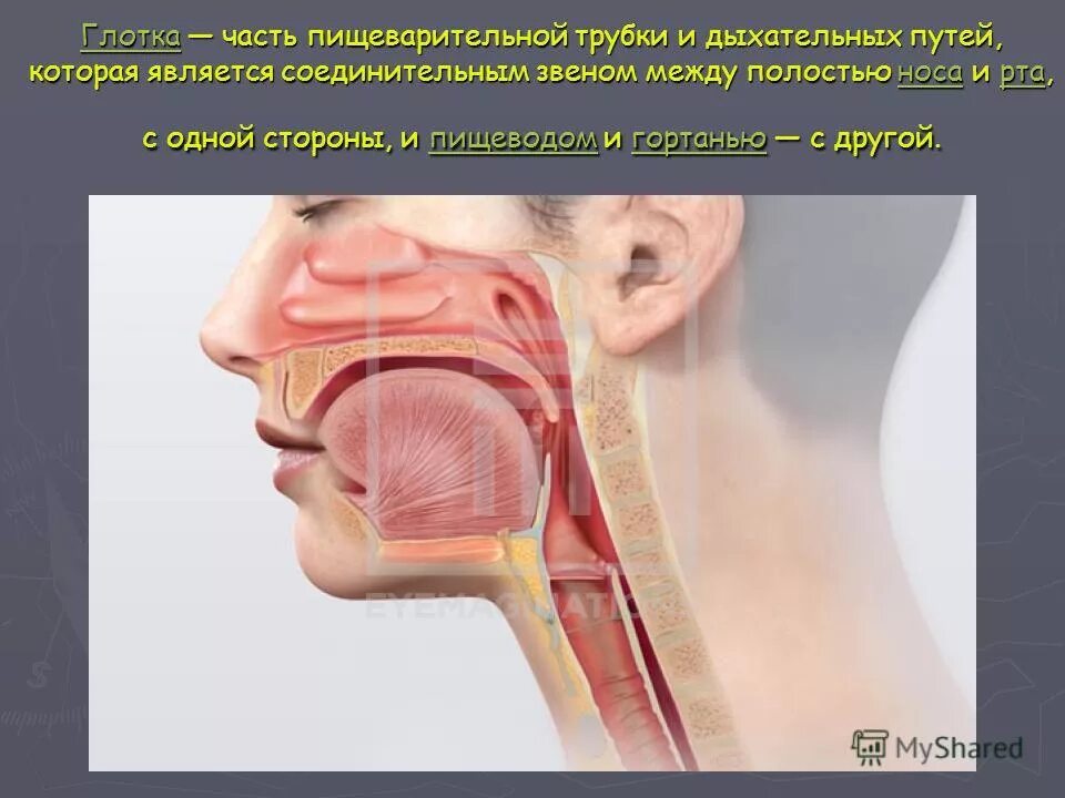 Глоток открыто. Дыхательные пути в горле. Глотка и дыхательные пути. Пищевод и дыхательные пути.