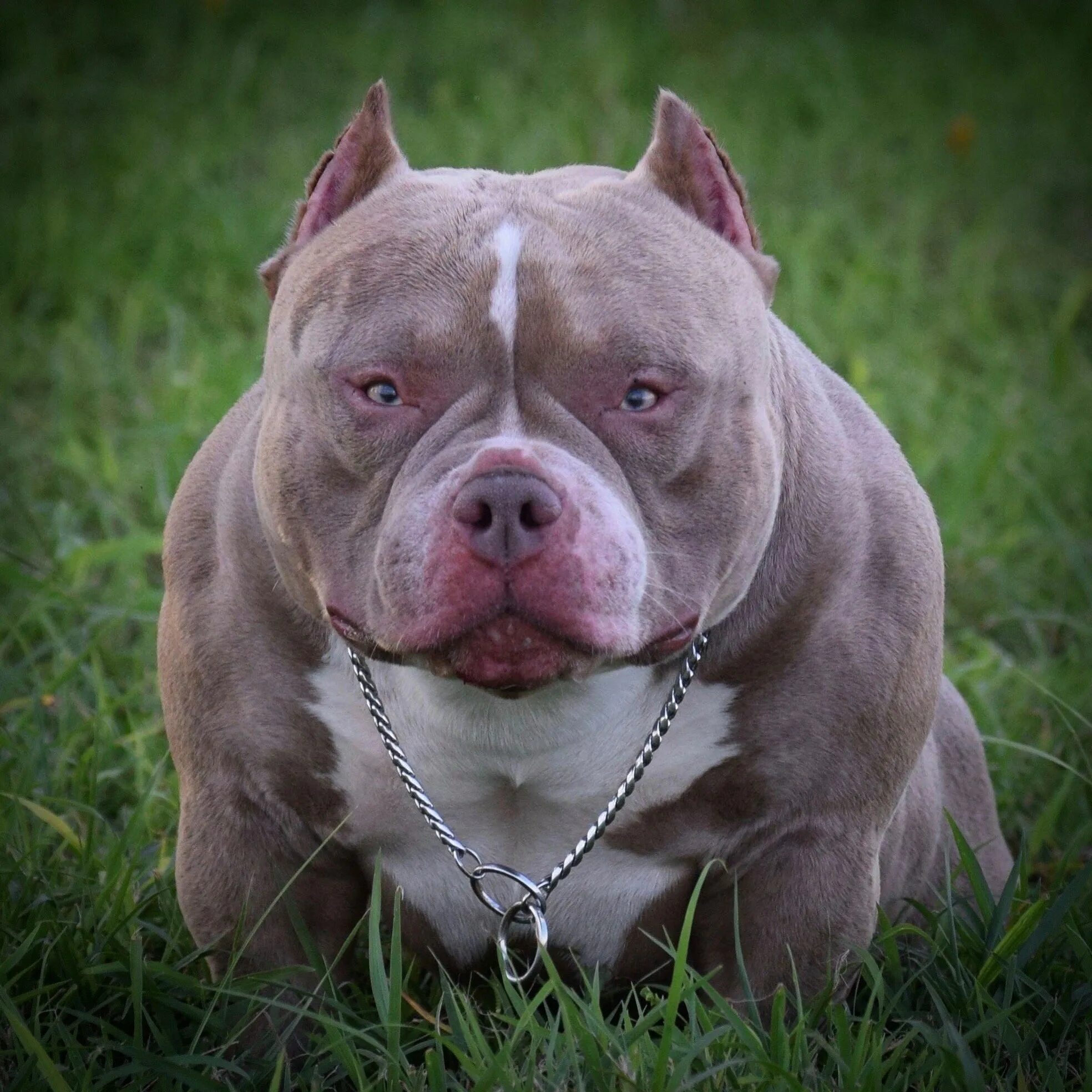 Питбультерьер американ булли. Американский булли. Американский бульдог булли. Американский бульдог булли. Порода собак булли.