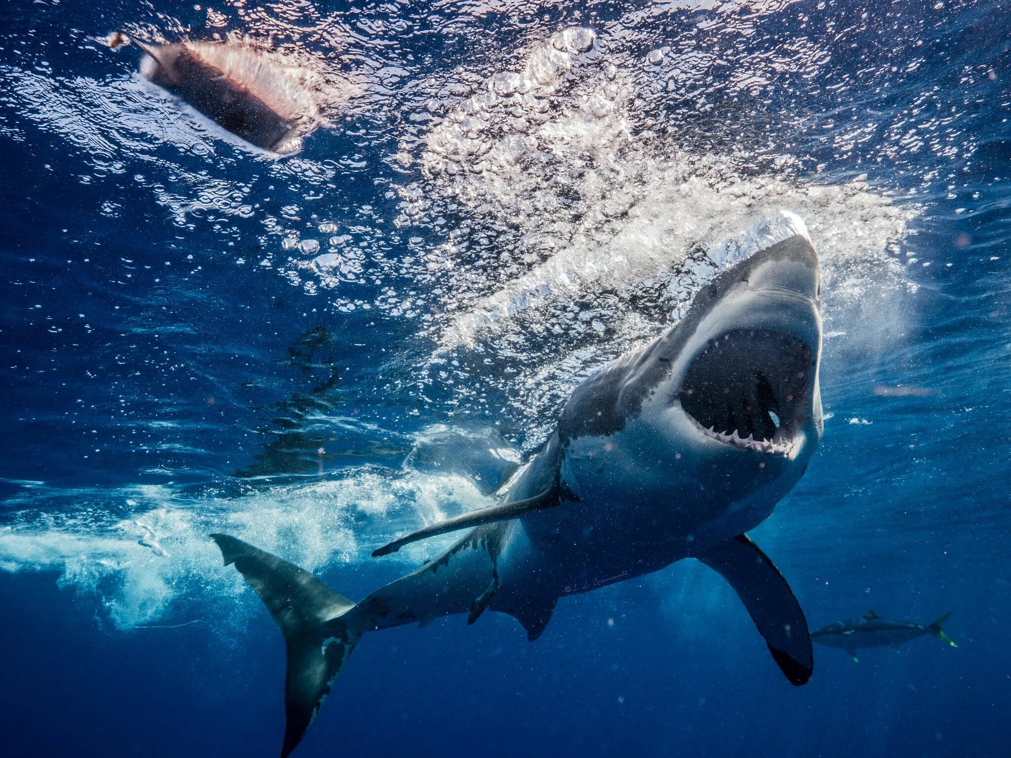 Акула Carcharodon carcharias. Great White Shark , Carcharodon carcharias,. Акула в океане. Море под водой с акулами. Про акул воды