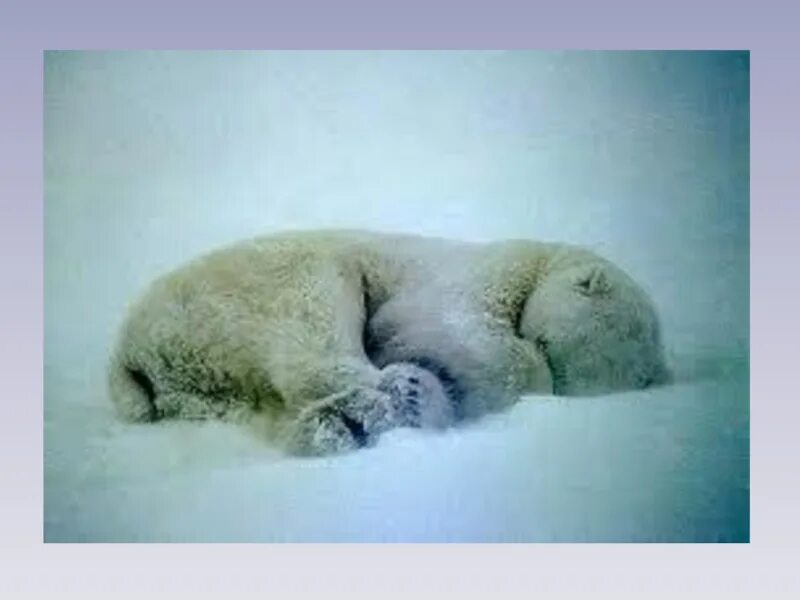 Спящие в снегах. Волк зимой. Спящие в снегах. Волк лежит. Спящий волк.