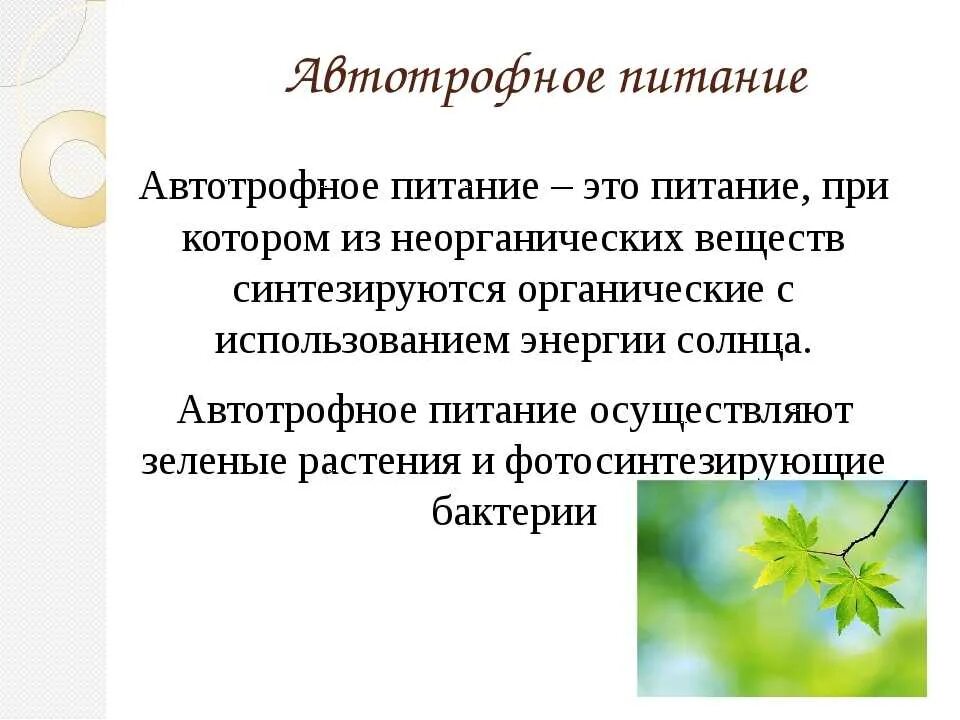 Автотрофный тип питания ответ. Автотрофный тип питания это 5 класс биология. автотрофное питание растений 5 класс биология. автотрофный тип питания гетеротрофы. автотрофный тип питания гетеротрофный тип.