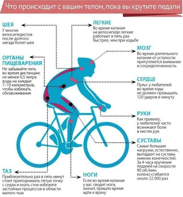 Велосипед польза и вред для мужчин. Велосипед мышцы задействованы. Как работают мышцы при езде на велосипеде. Мышцы задействованные при велосипеде. Мышцы задействованные при катании на велосипеде.