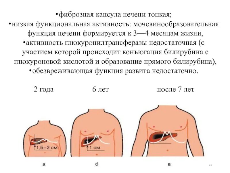 Хирургическая анатомия печени, порто-кавальных анастомозов. Современные методы и