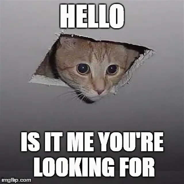 Hello are you looking for