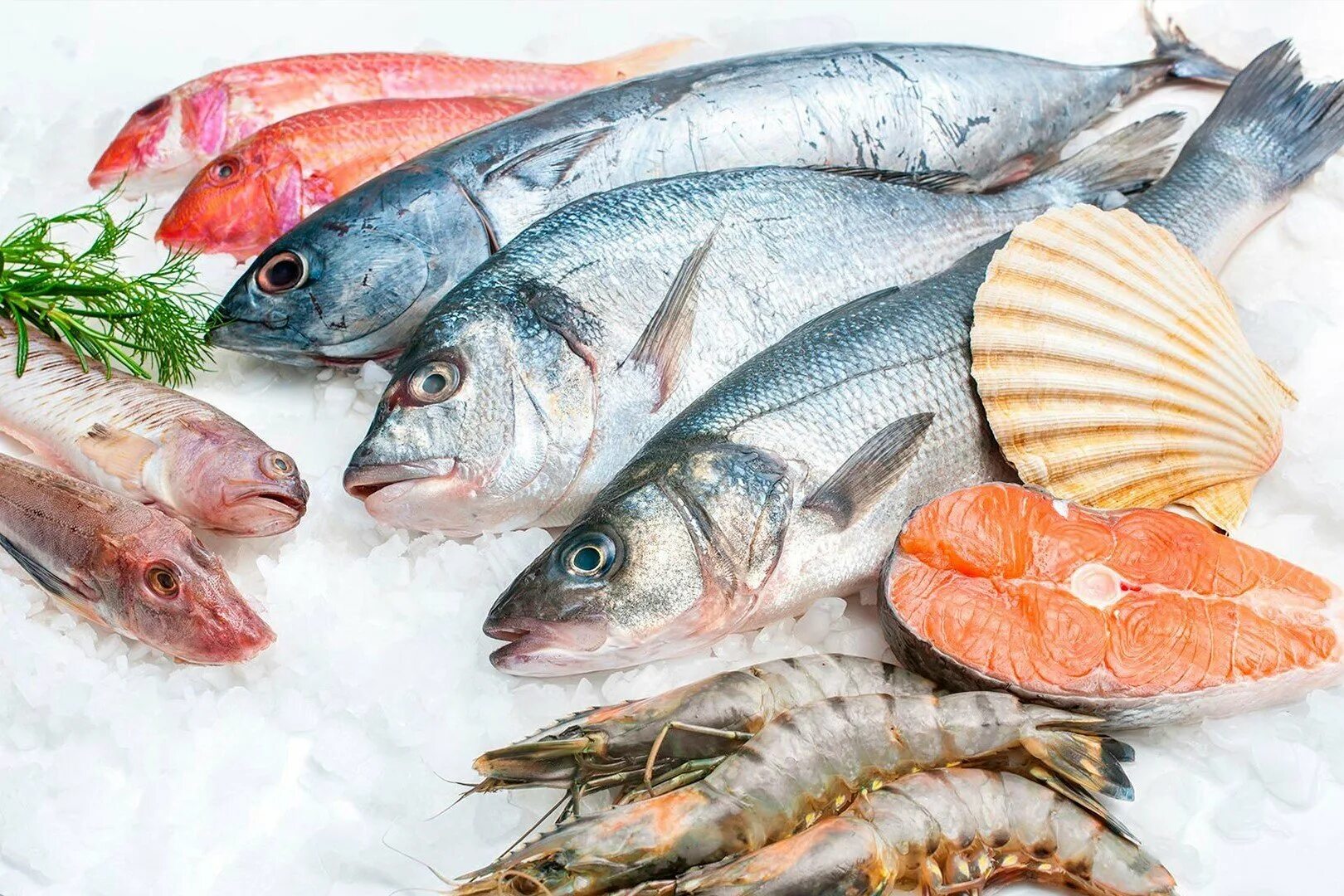 Рыбные продукты. Рыба и рыбопродукты. Рыба мороженая. Замораживание рыбы. Свежая рыба купить недорого