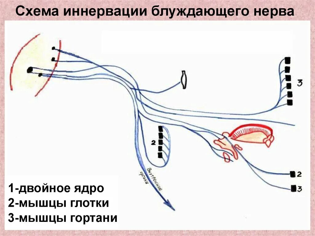 Нерв глотки. Блуждающий нерв схема. Блуждающий нерв иннервация сердца схема. Схема иннервации блуждающего нерва. Иннервация гортани схема.