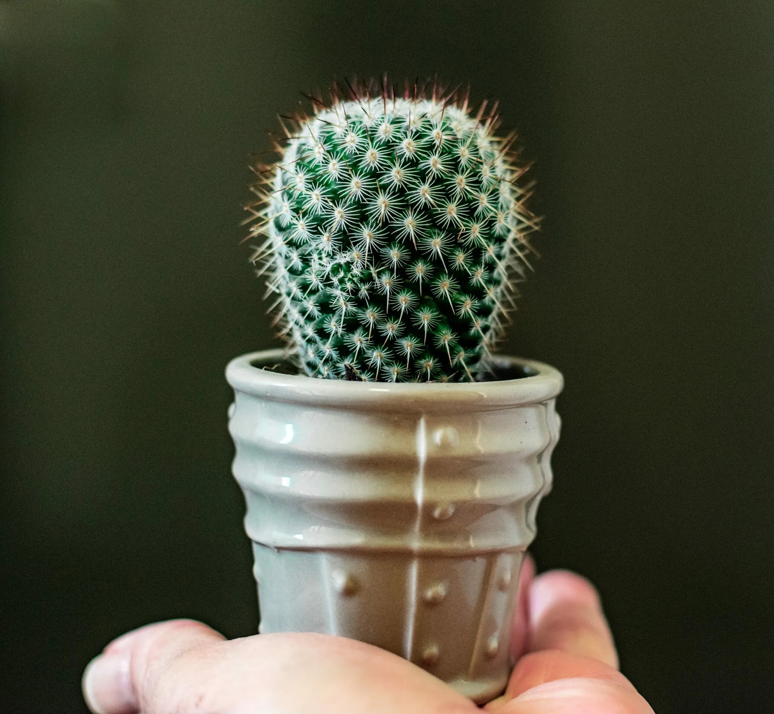 Как правильно кактус. Mammillaria albilanata. кактус (🌵 кактусы). маммиллярия кактус в горшке. маммиллярия спинносисимо.