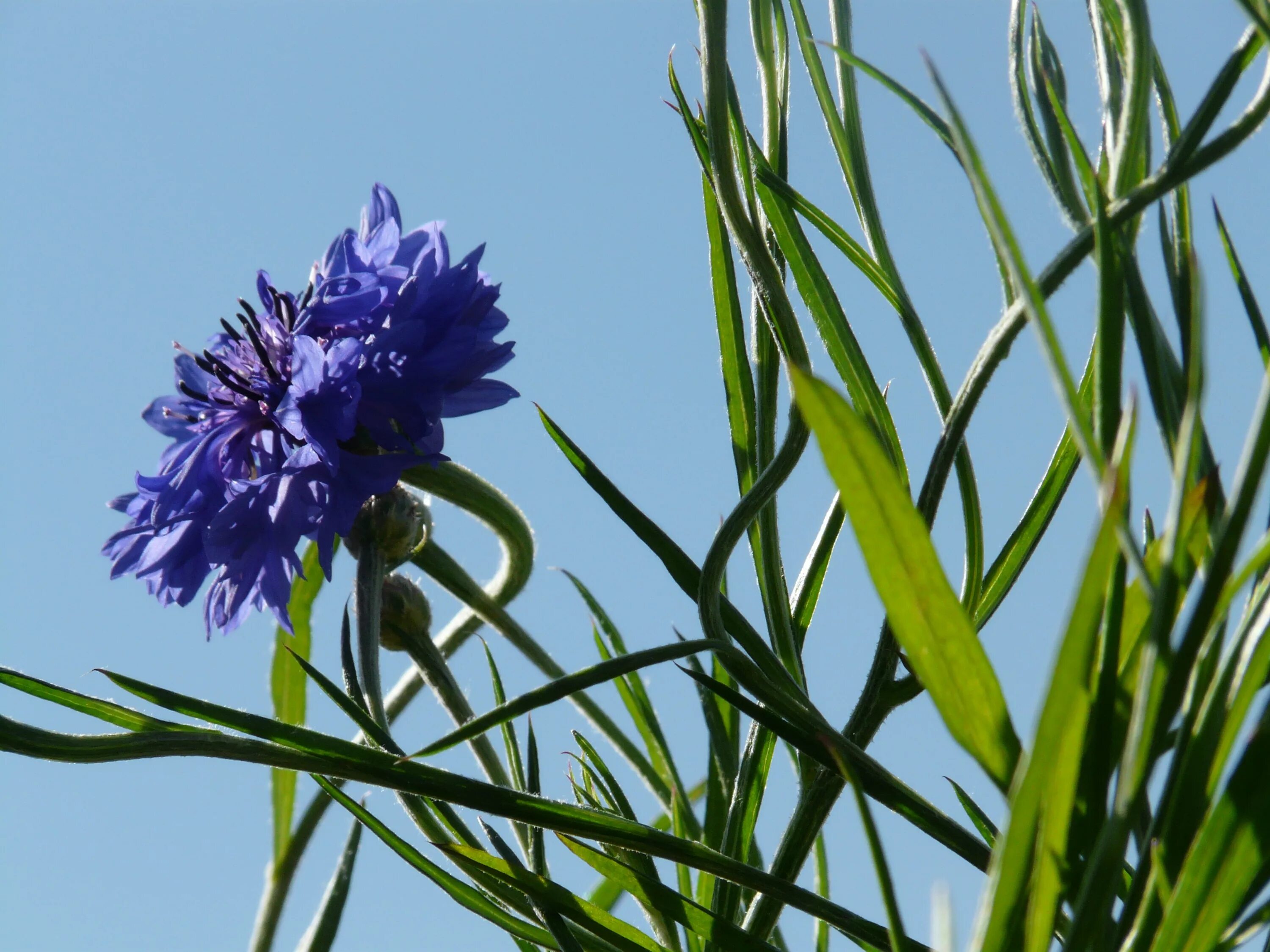 Василек синий (Centaurea cyanus). Василек полевой листья. Василёк Боровой. Василек синий лист.