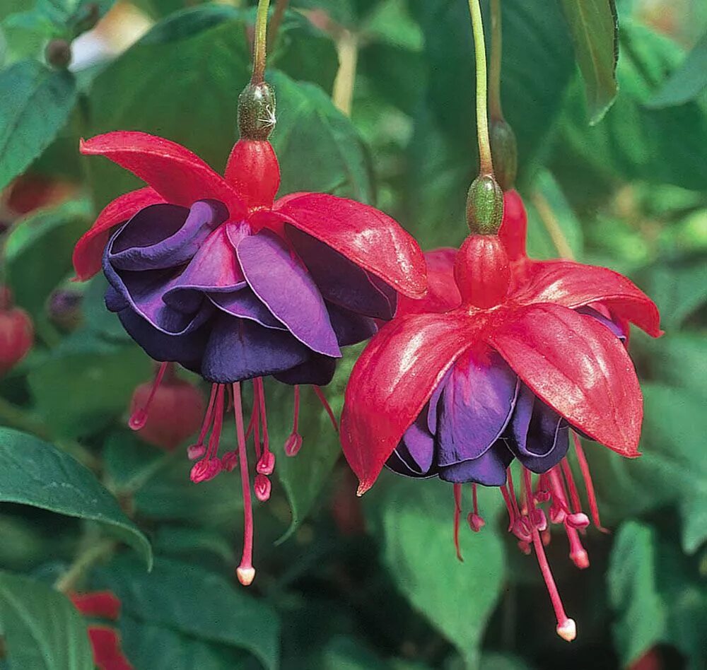 Фуксия Dark Eyes. Фуксия Bella Rosella. Фуксия Fuchsia Trailing Dark Eyes. Фуксия giant Bella Rosella. Цветок вдовы