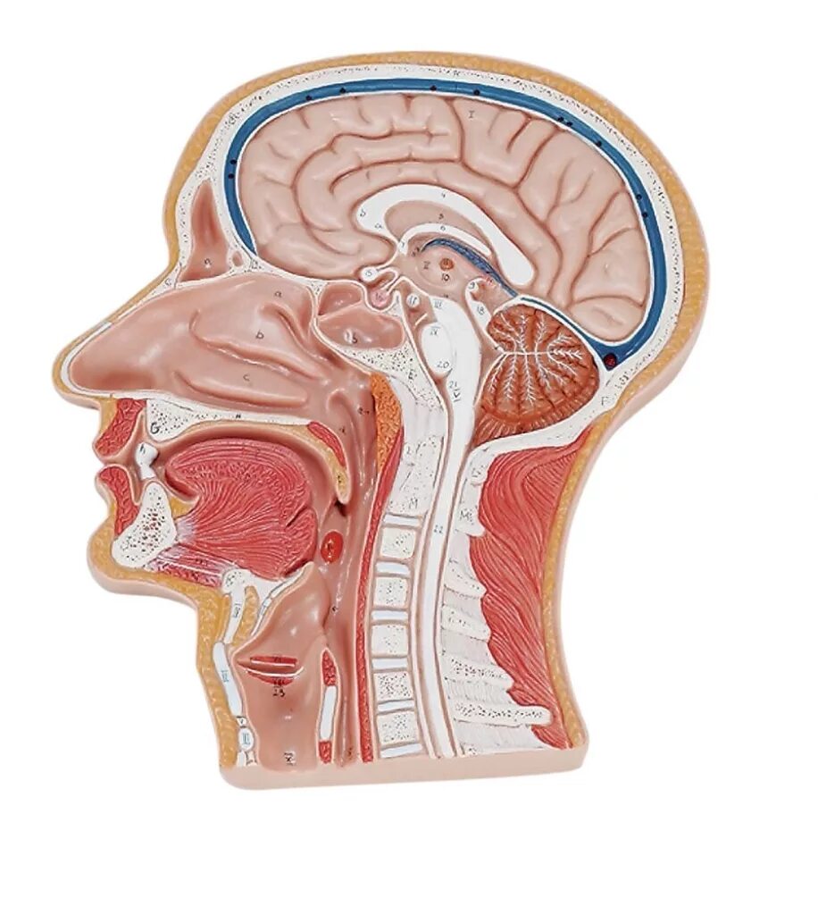 Человек срез. Человек срез. Человек срез. Срез человеческого тела. Chtps xtkjdtxtcrju jntkf.