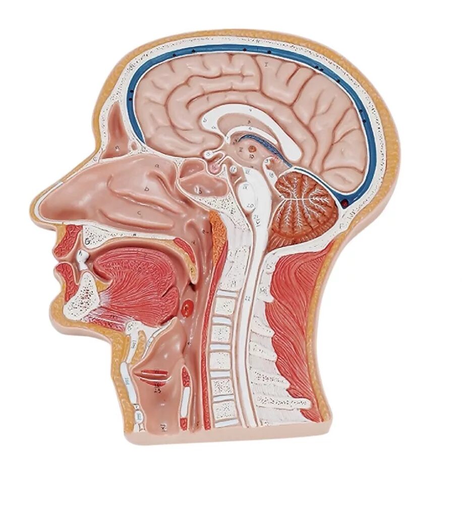 Сагиттальный распил черепа анатомия. Модель барельефная "Сагиттальный разрез головы". Сагиттальный разрез головы человека. Сагиттальный распил шеи.