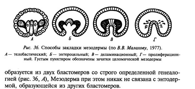 Способы образования мезодермы. Телобластический способ закладки мезодермы. формирование мезодермы у первичноротых. типы формирования мезодермы.
