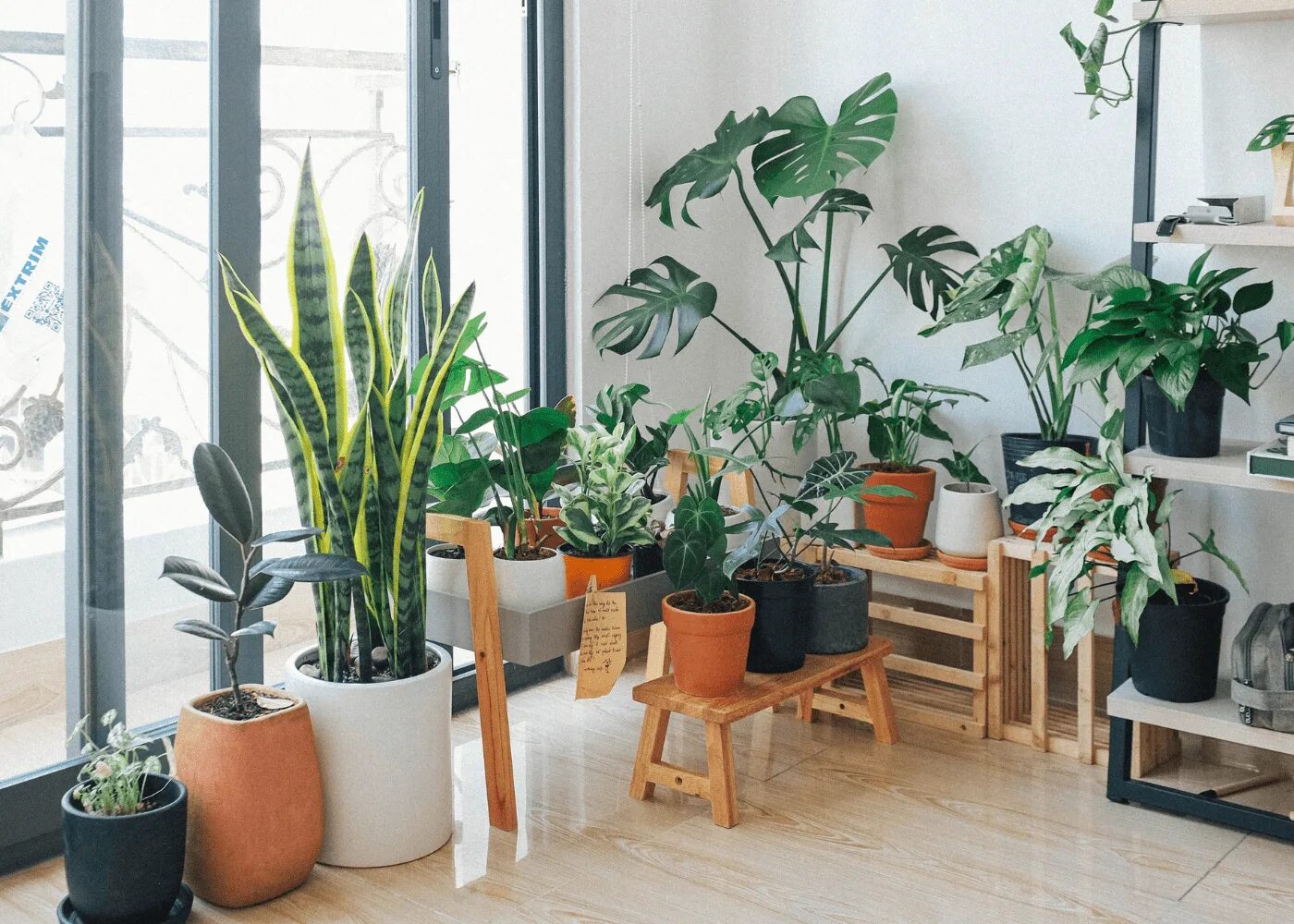 This Is How to Grow and Care for Healthy Ficus Trees Arbre intérieur, Ficus, Pla