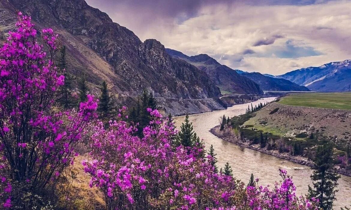 Цветение маральника на Алтае. Цветёт маральник. Чуйский тракт.. Рододендрон Даурский маральник. Алтай маральник цветет горы.