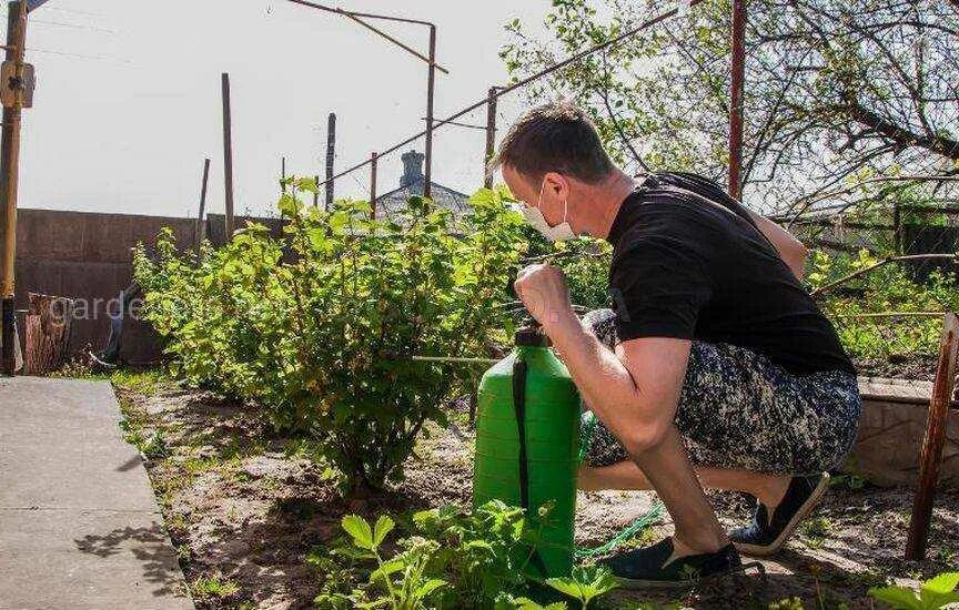 Чем можно опрыскать смородину весной. Обработка кустарников от вредителей. Опрыскивание крыжовника. Смородину от тли. Опрыскивание смородины.