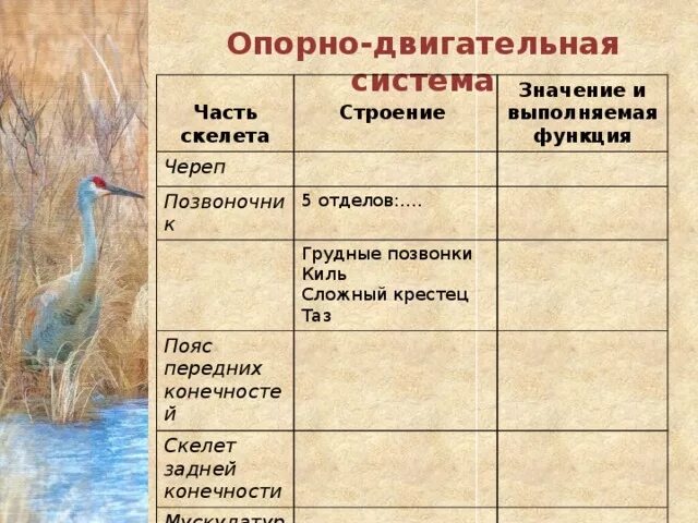 Опорная система птиц. Опорная система птиц