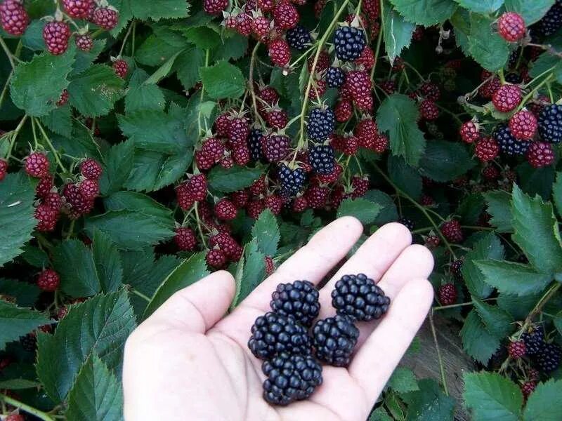 Ежевика сорта фото. Ежевика дарроу куст. сорт ежевики «дарроу». ежемалина дарроу. сорт ежевики оркан.